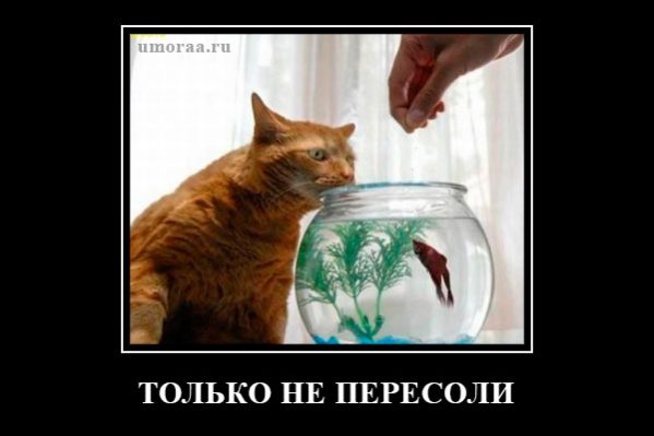 смешной демотиватор с котом, который смотрит, как корят рыбок в аквариуме