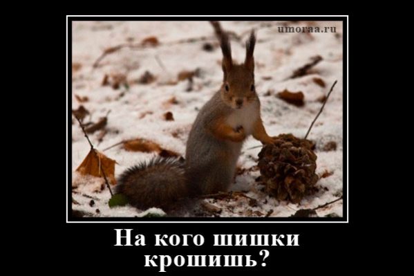 белочка с шишкой