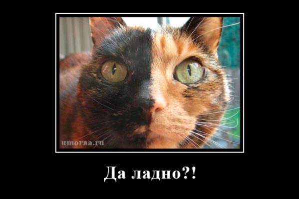 супер смешной взгляд кота