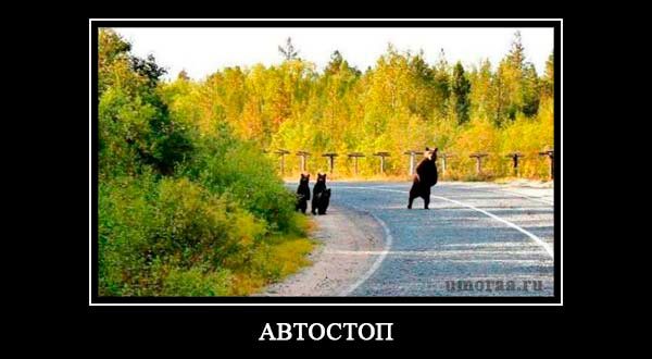 демотиватор с медведями на дороге