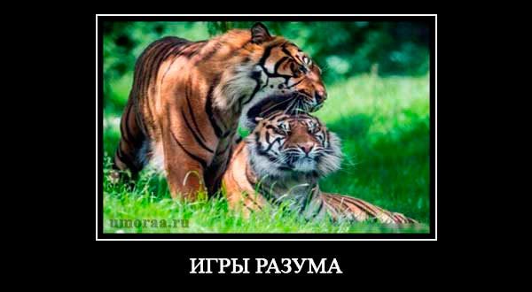 демотиватор с тиграми