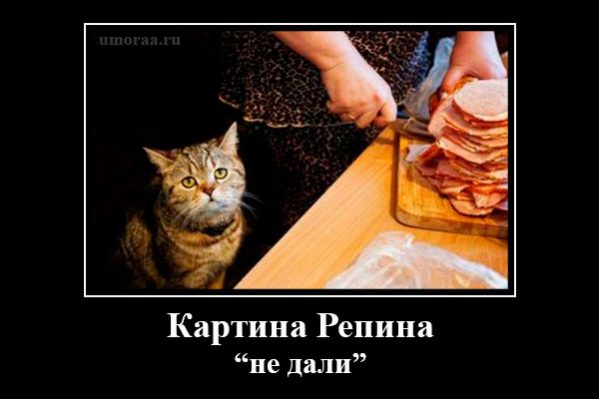 демотиватор с котом на кухне