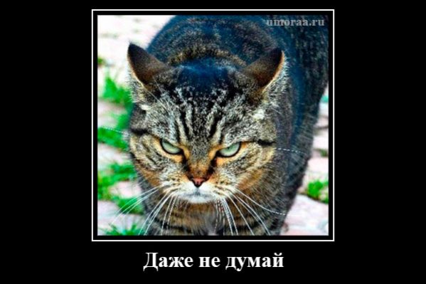 демотиватор с взглядом кота, который говорит сам за себя