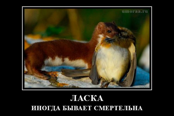 демотиватор с не ласковой лаской 