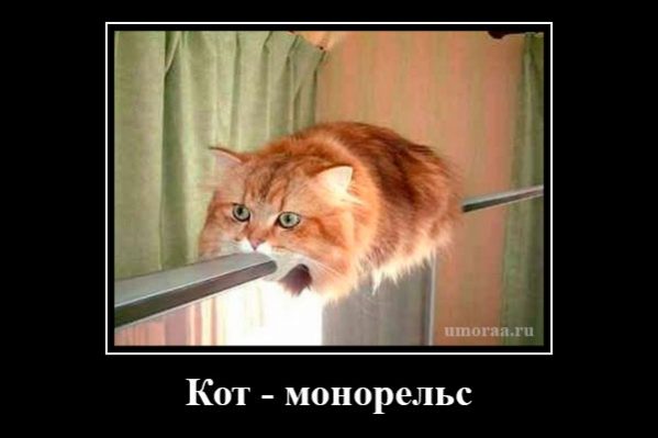 демотиватор с котом, который изобразил движение поезда на подвестных рельсах 