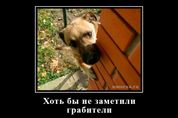 демотиватор с собакой, которая прячеться от грабителей