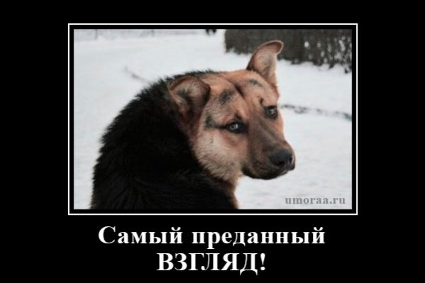 Собака с преданным взглядом