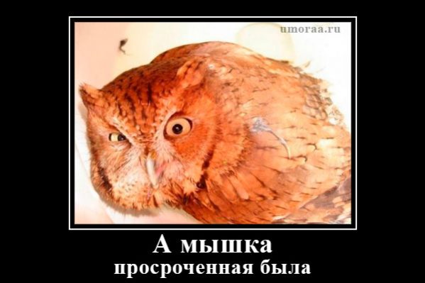 сова после того, как сьела не свежую мышку
