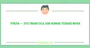 Зверье мое - смешные анекдоты про животных