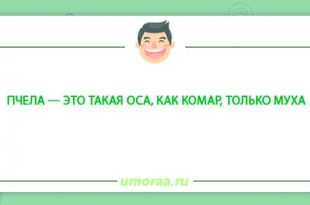 Зверье мое - смешные анекдоты про животных