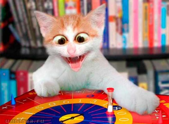 кот играет в рулетку