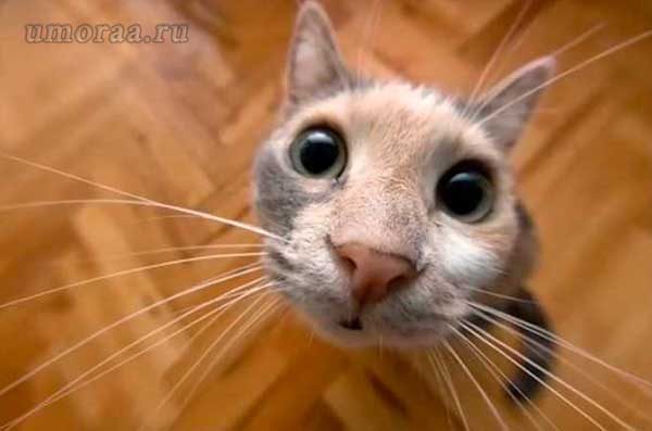 анекдот про кота