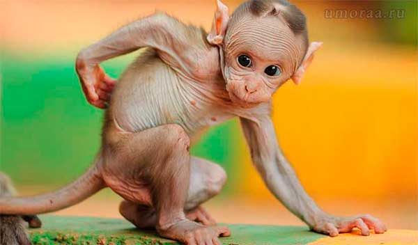 прикольная мартышка