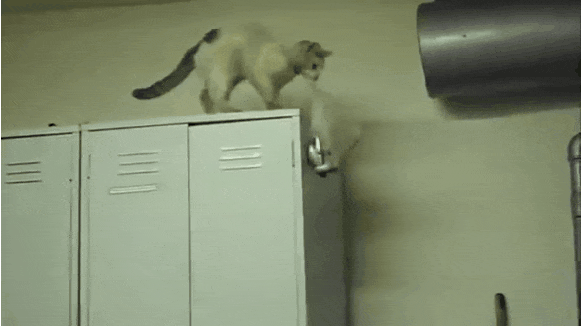 Кот воришка