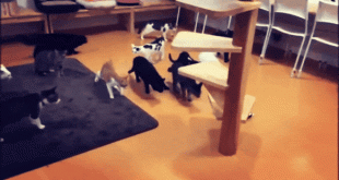 Кошачий гиф концерт