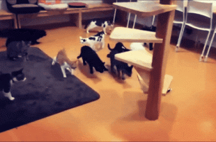 Кошачий гиф концерт