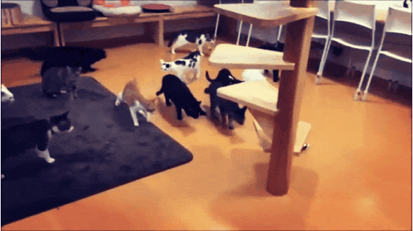 Кошачий гиф концерт