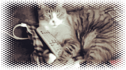 Кот с пультом