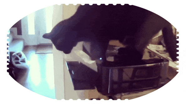 Кот и лист бумаги