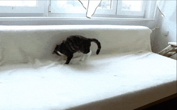 Кот с игрушкой