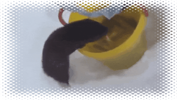 Norka vozle vedra s riboy