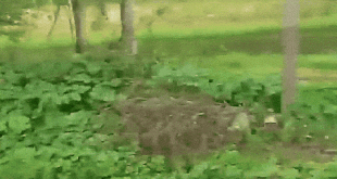 Весёлые рыбные гифочки