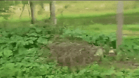 Весёлые рыбные гифочки