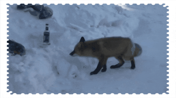 Веселые рыбные гифочки