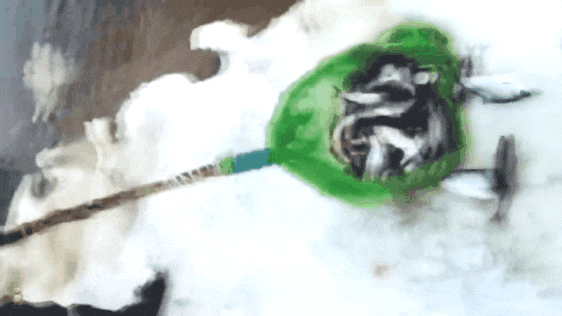 Рыба разбегается