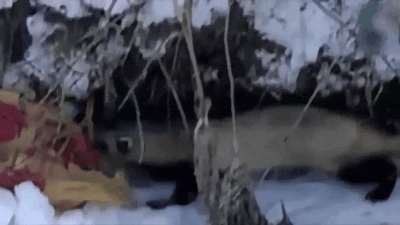 Наглый зверек