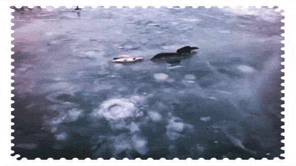 Норка воровка