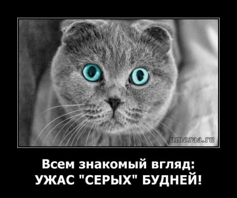 веслоухий котик