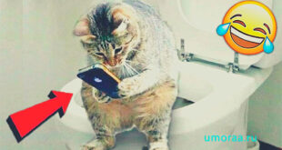 Наши любимые прикольные питомцы