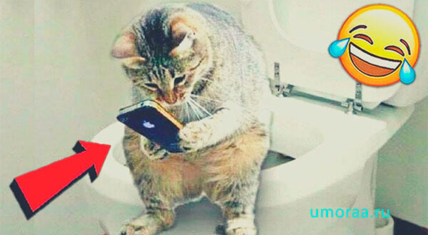 Наши любимые прикольные питомцы