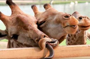 Видео приколы с неожиданными моментами с животными