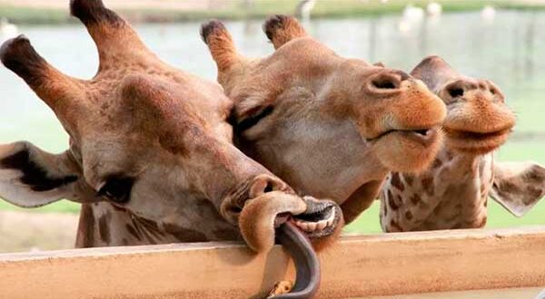 Видео приколы с неожиданными моментами с животными