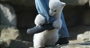 Неожиданные нападения животных! | Самые дикие моменты с животными