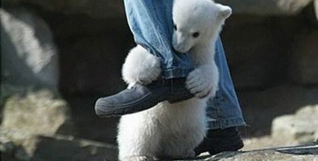 Неожиданные нападения животных! | Самые дикие моменты с животными