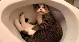 ПРИКОЛЫ С ЖИВОТНЫМИ | Смешные коты | Собаки | Смешные животные