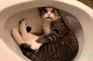 ПРИКОЛЫ С ЖИВОТНЫМИ | Смешные коты | Собаки | Смешные животные