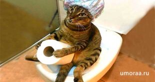 Приколы с домашними кошками смешные до слез