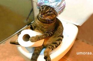 Приколы с домашними кошками смешные до слез