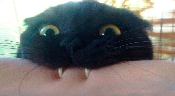 Смешные животные только самое смешное