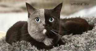 101 СУПЕР Странная Кошка | Самые смешные видео с кошками