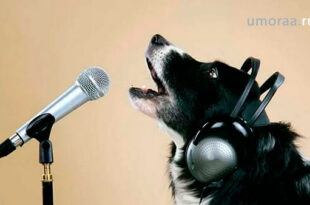 Веселые Домашние Певцы | Попробуй Не Засмеяться