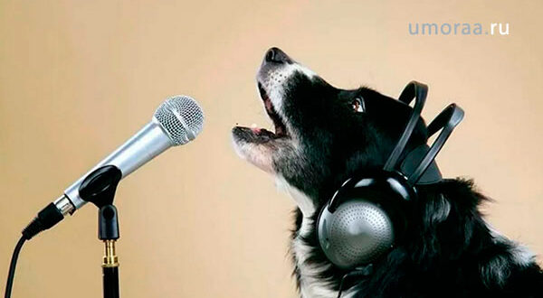 Веселые Домашние Певцы | Попробуй Не Засмеяться