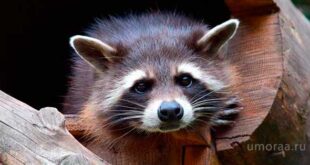 Нахальные домашние животные | Самые смешные видео