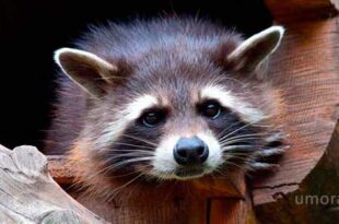 Нахальные домашние животные | Самые смешные видео