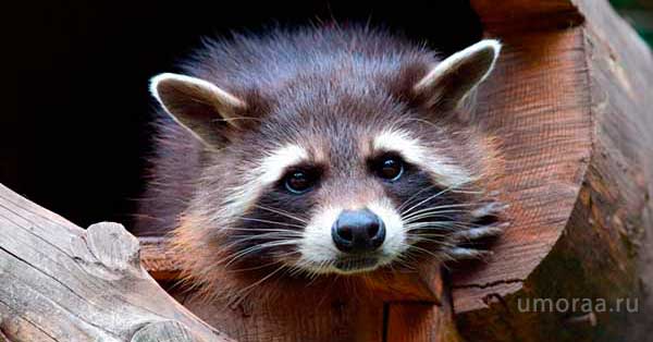 Нахальные домашние животные | Самые смешные видео