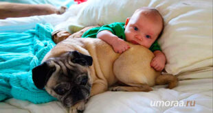 Самые Милые Дети Встречаются С Самыми Забавными Собаками!